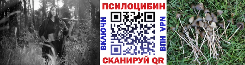 где найти наркотики  Александровск  Псилоцибиновые грибы MAGIC MUSHROOMS 